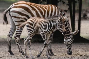 Tierpatenschaft Zebra inkl. einer Tageskarte
